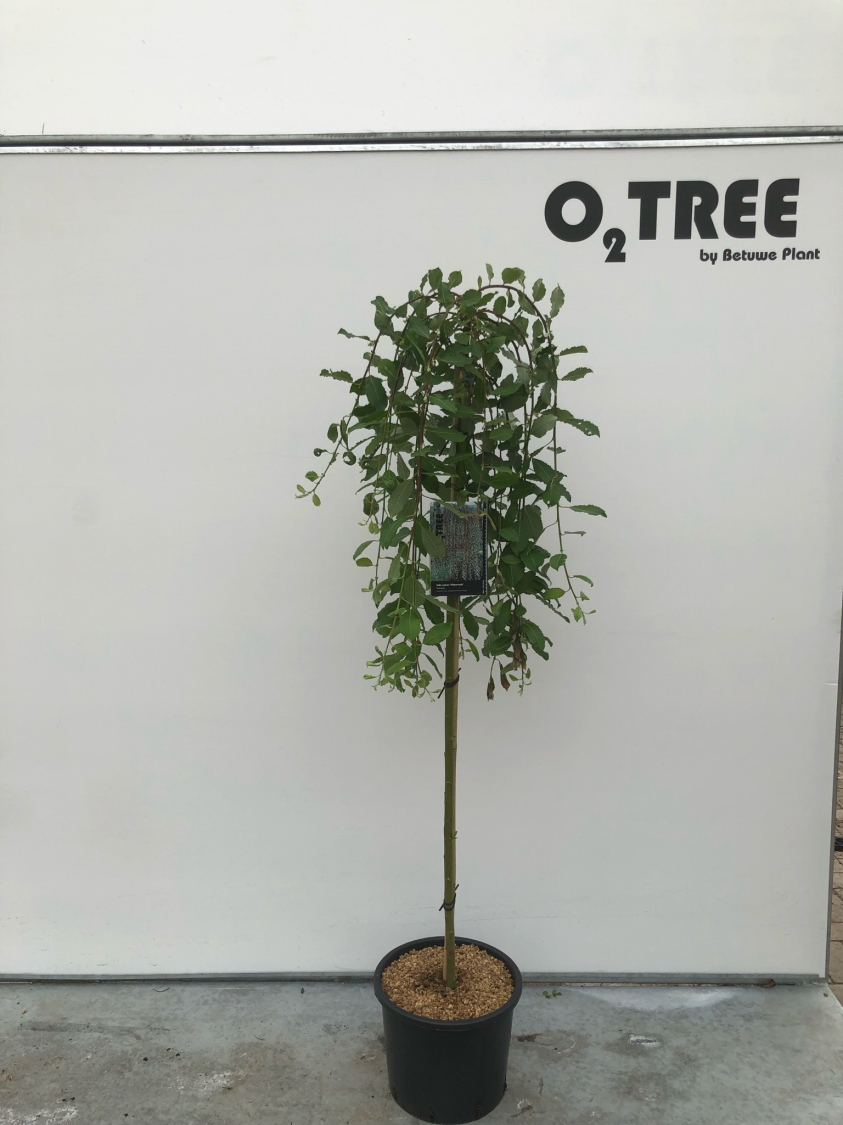 salix-caprea--kilmarnock--c12-120cm