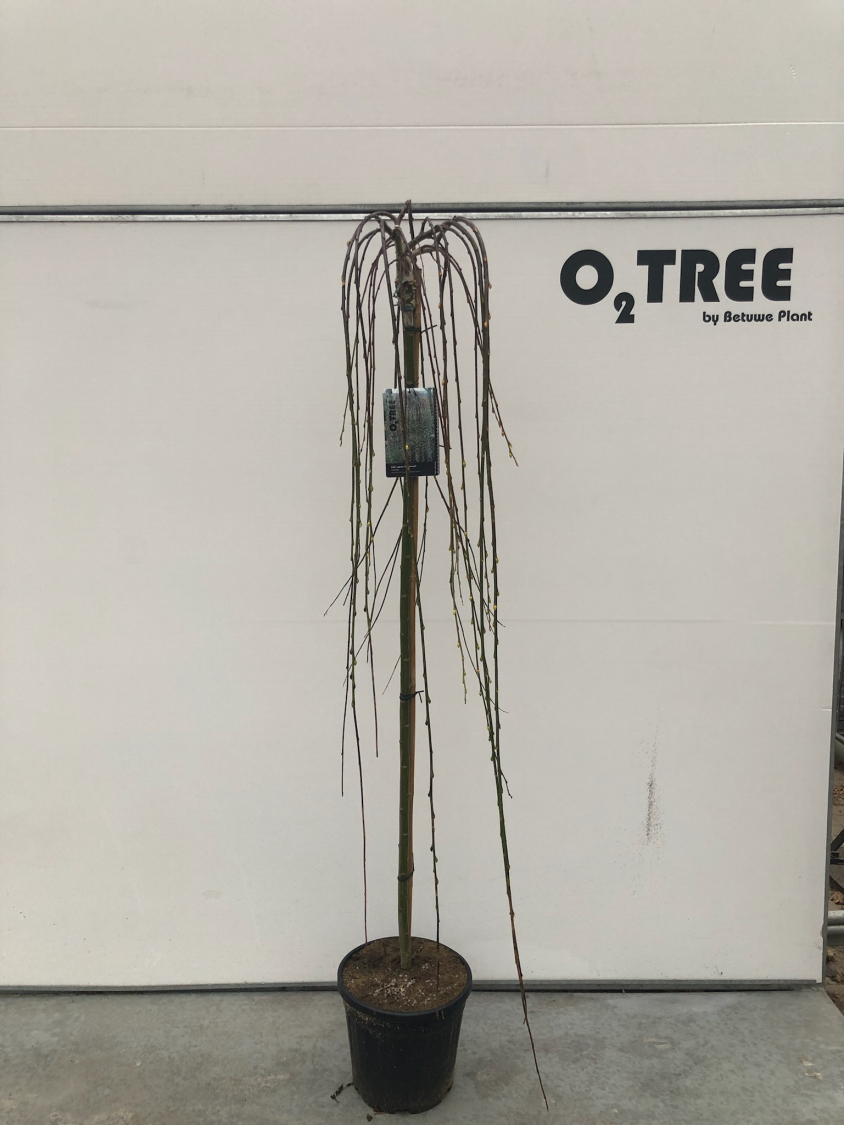 salix-caprea--kilmarnock--c12-150cm