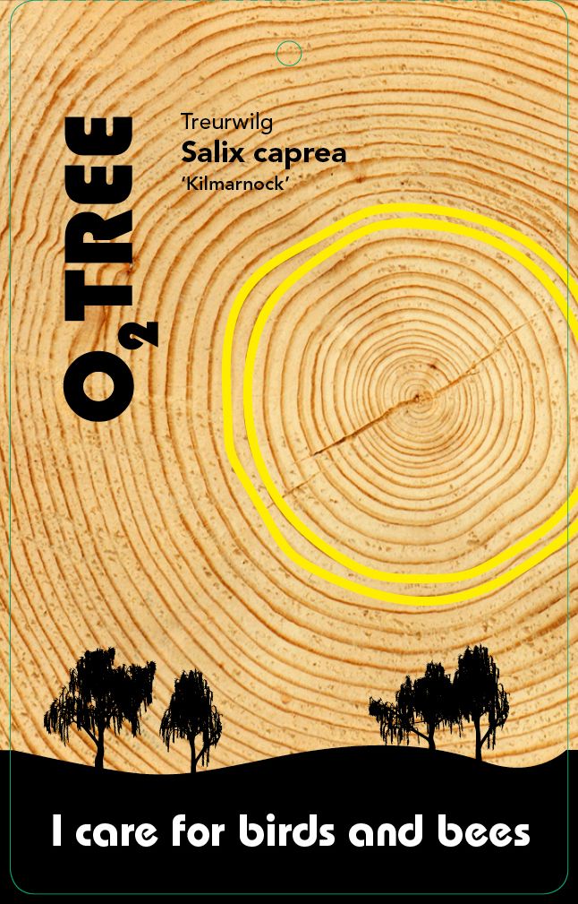 salix-caprea-kilmarnock-thema