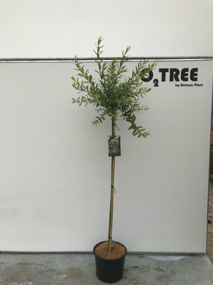 salix-integra--hakuro-nishiki--c12-120cm