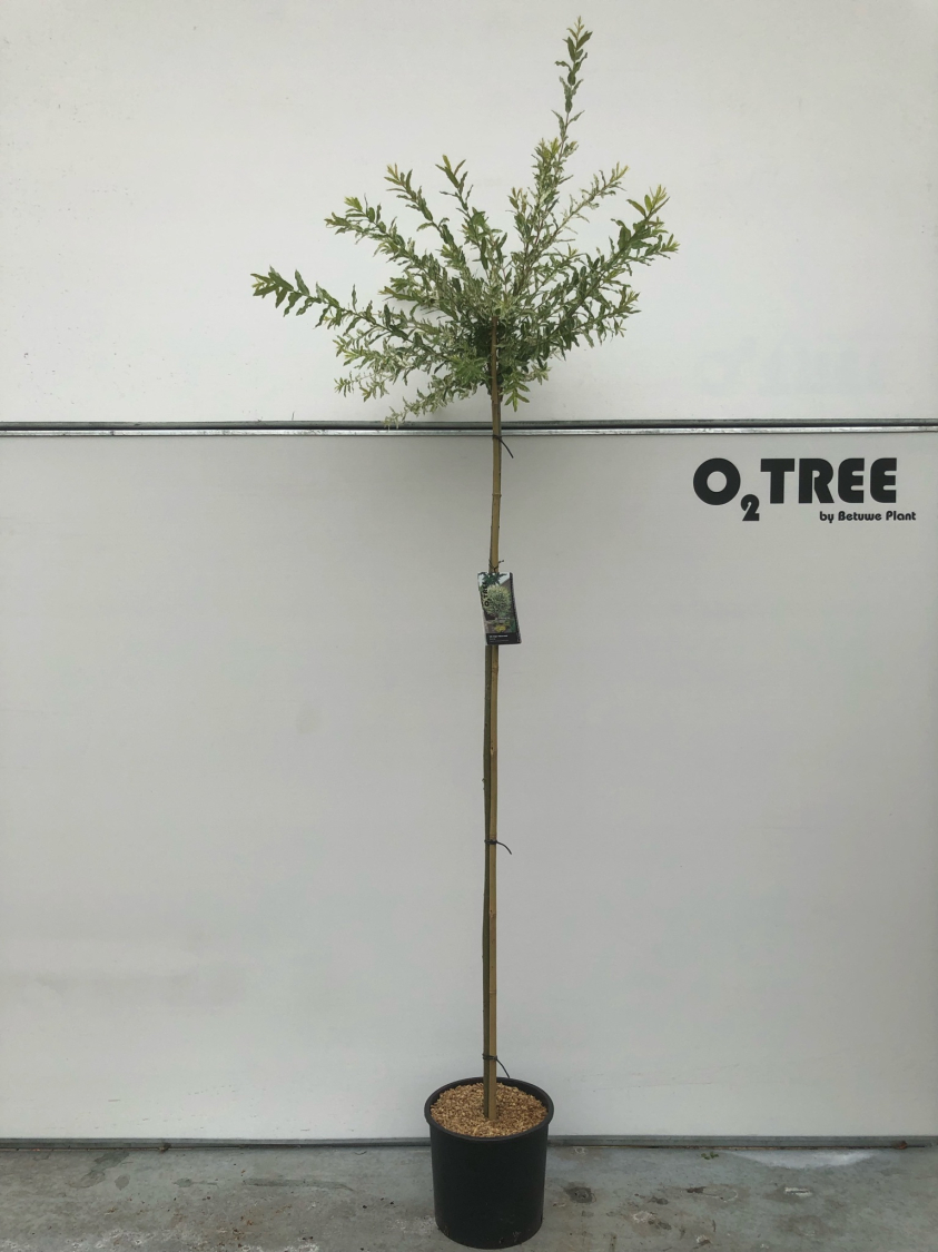 salix-integra--hakuro-nishiki--c15-180cm