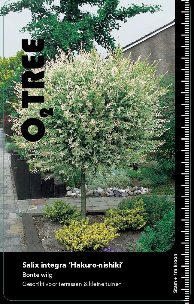 salix-integra-hakuro-nishiki