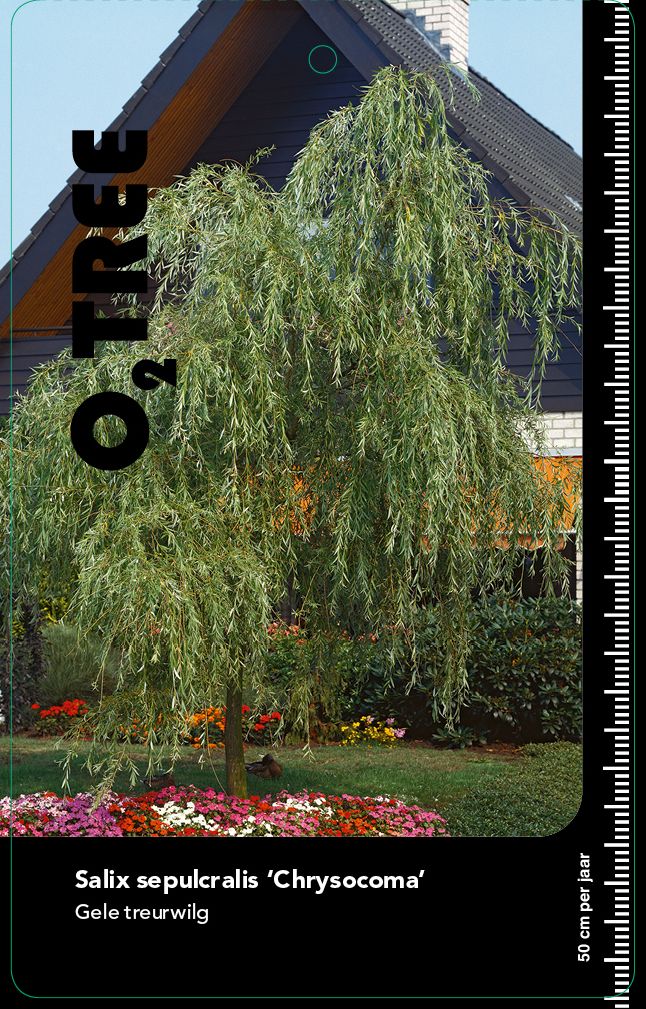 salix-sepulcralis-chrysocoma