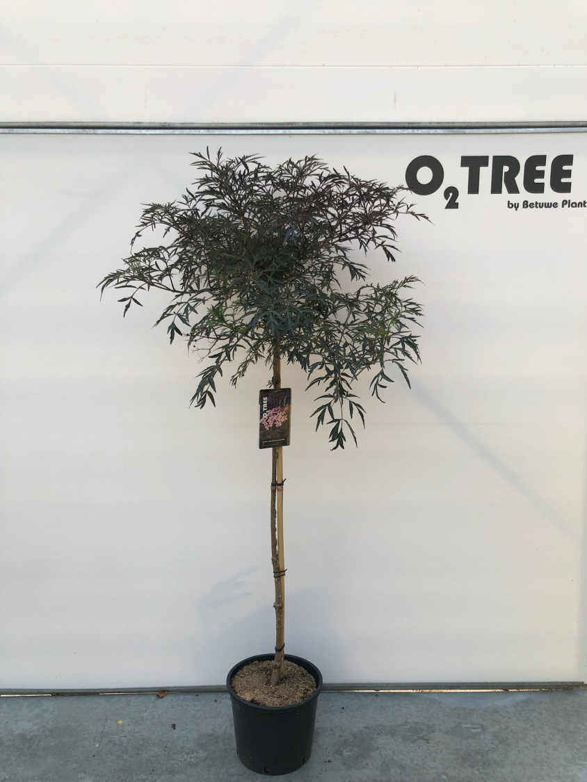 sambucus-nigra-black-lace---eva-pbr--c12-120cm