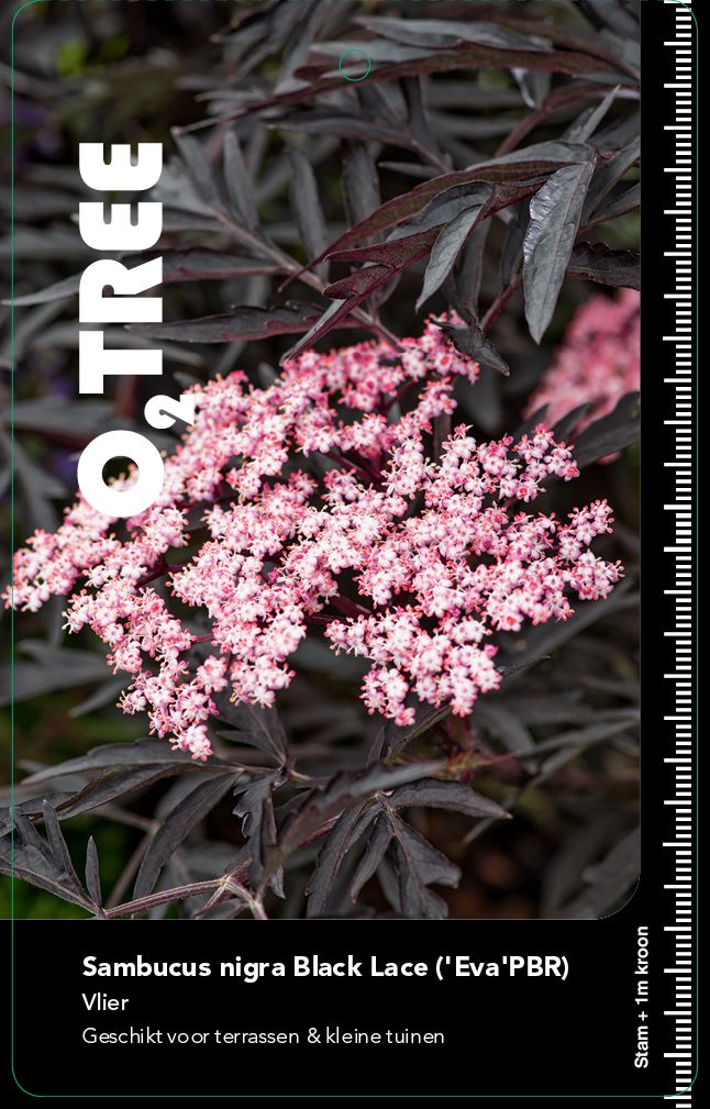 sambucus-nigra-black-lace