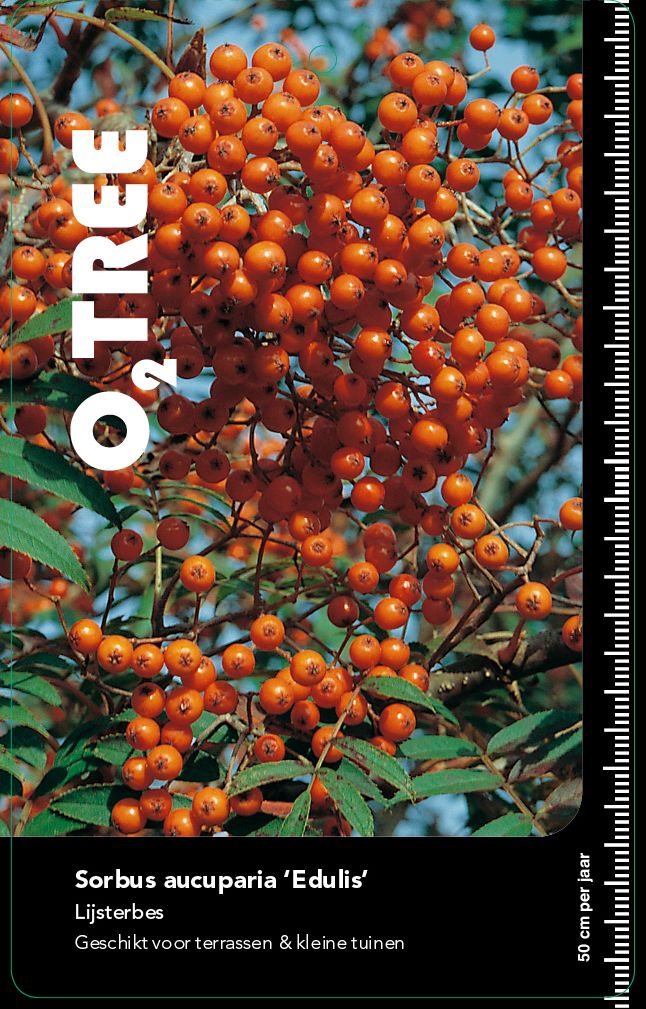 sorbus-aucuparia-edulis