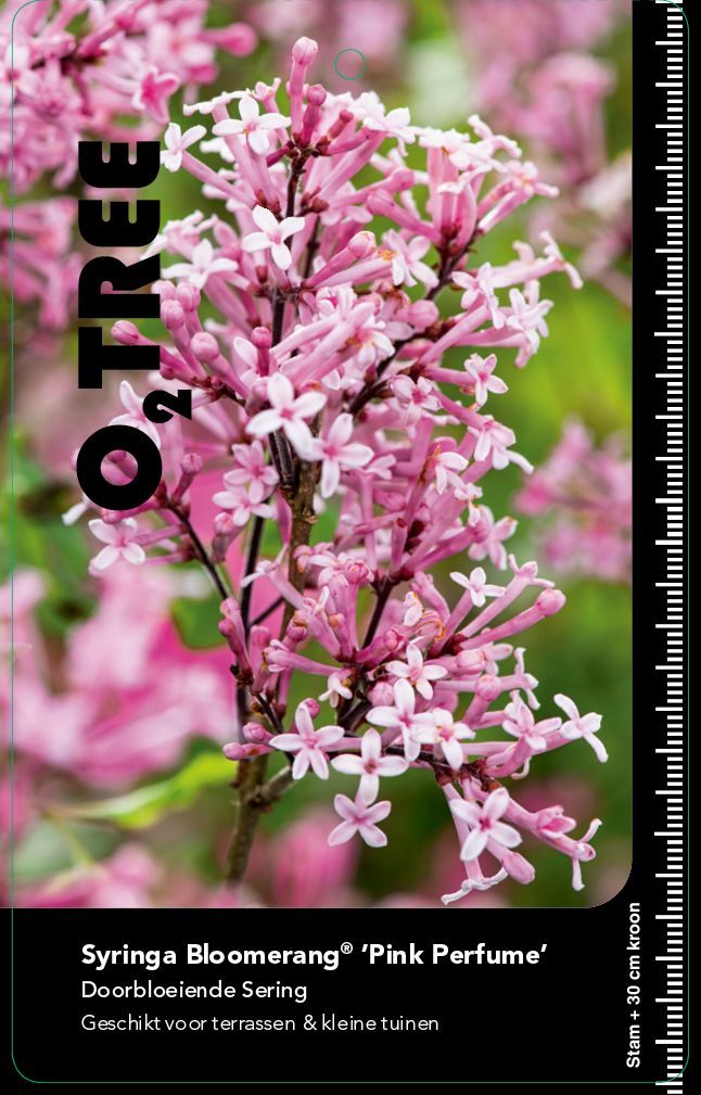 syringa-bloomerang-pink-perfume