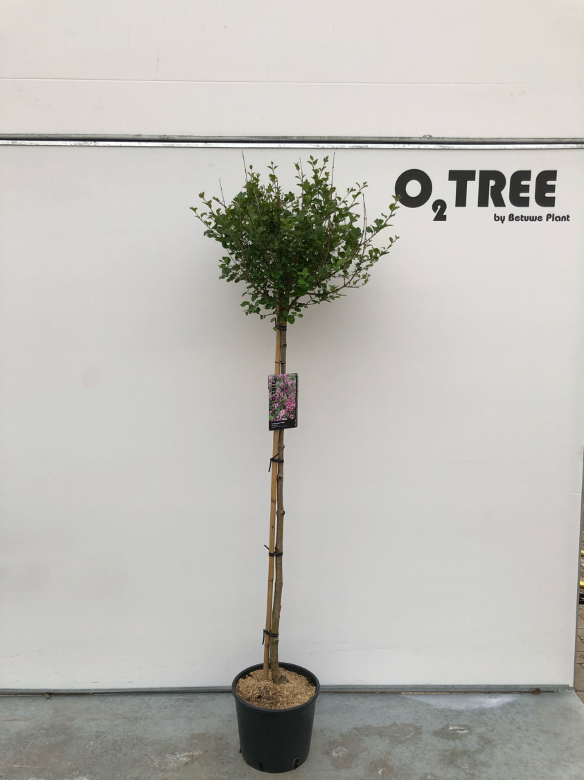 syringa-meyeri--palibin--c12-120cm