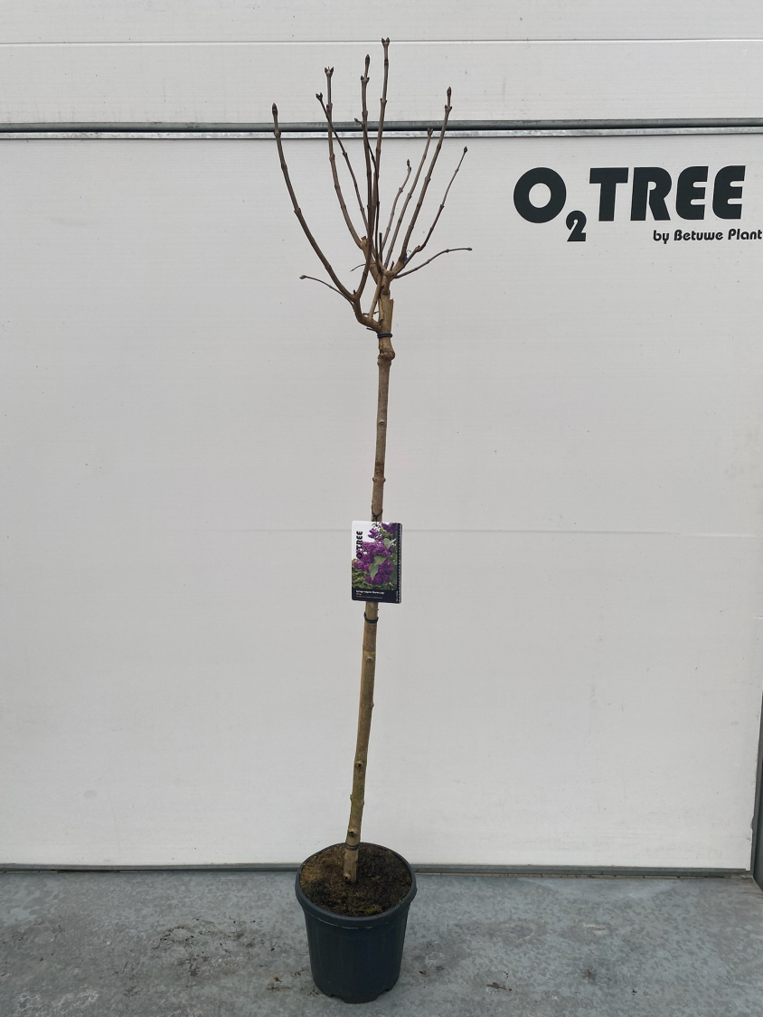 syringa-vulgaris--charles-joly--c10-120cm