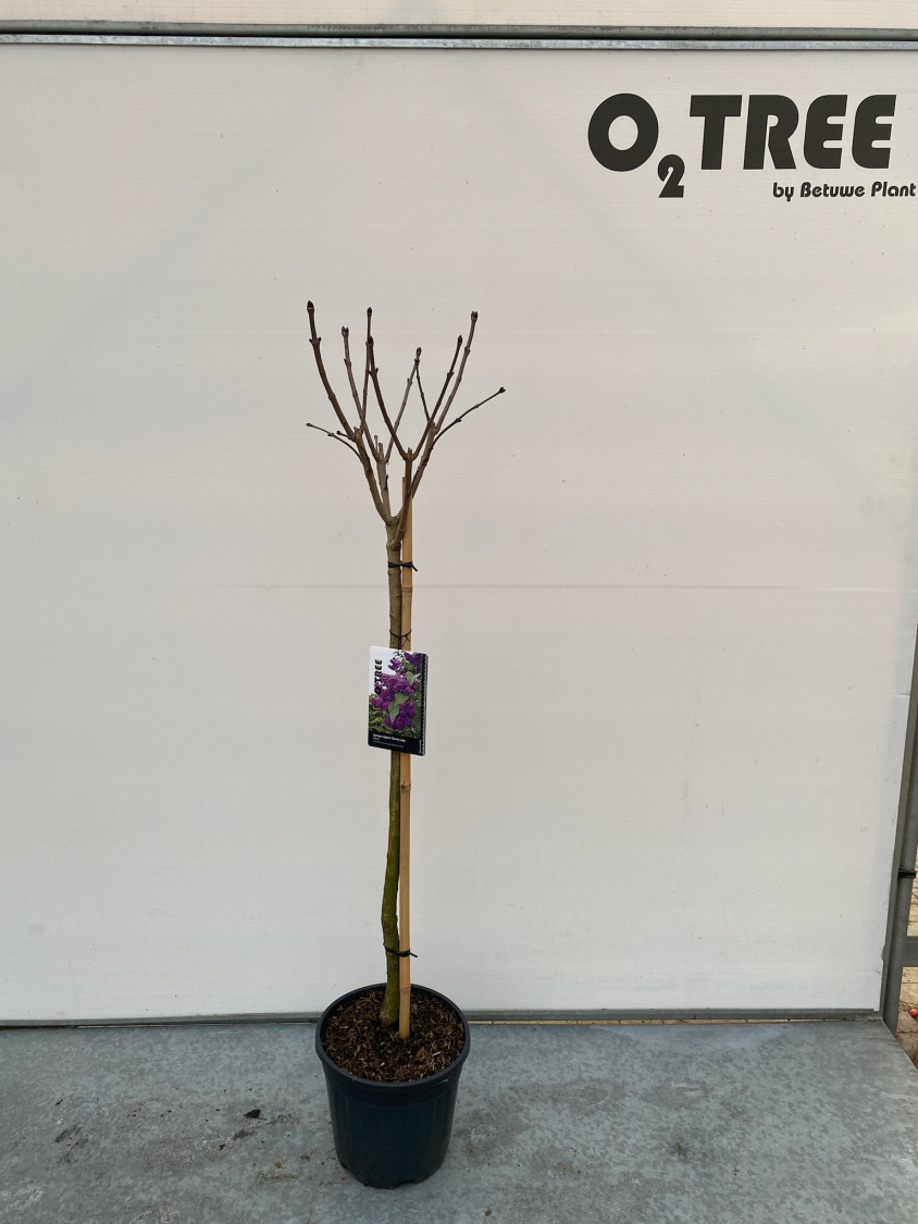 syringa-vulgaris--charles-joly--c10-80cm--2-