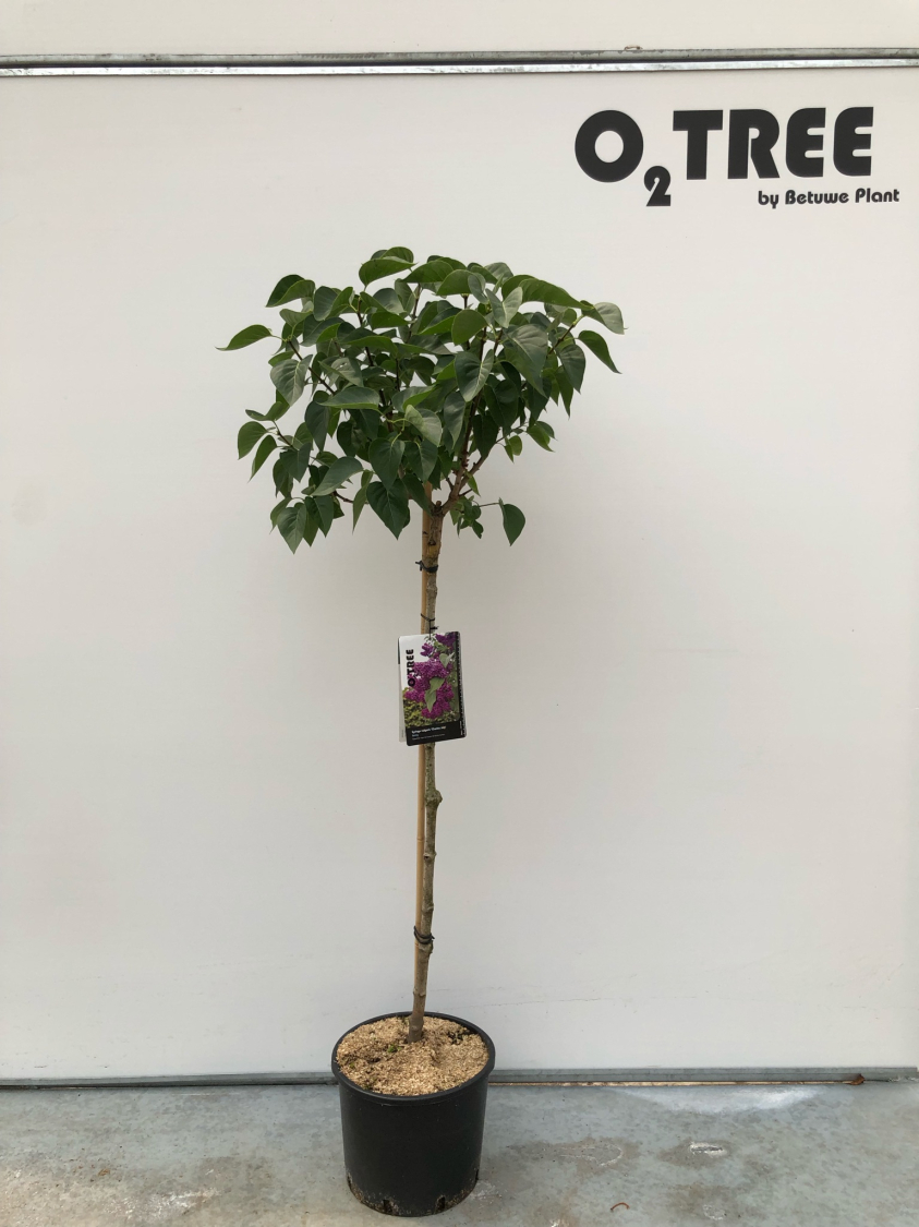 syringa-vulgaris--charles-joly--c10-90cm