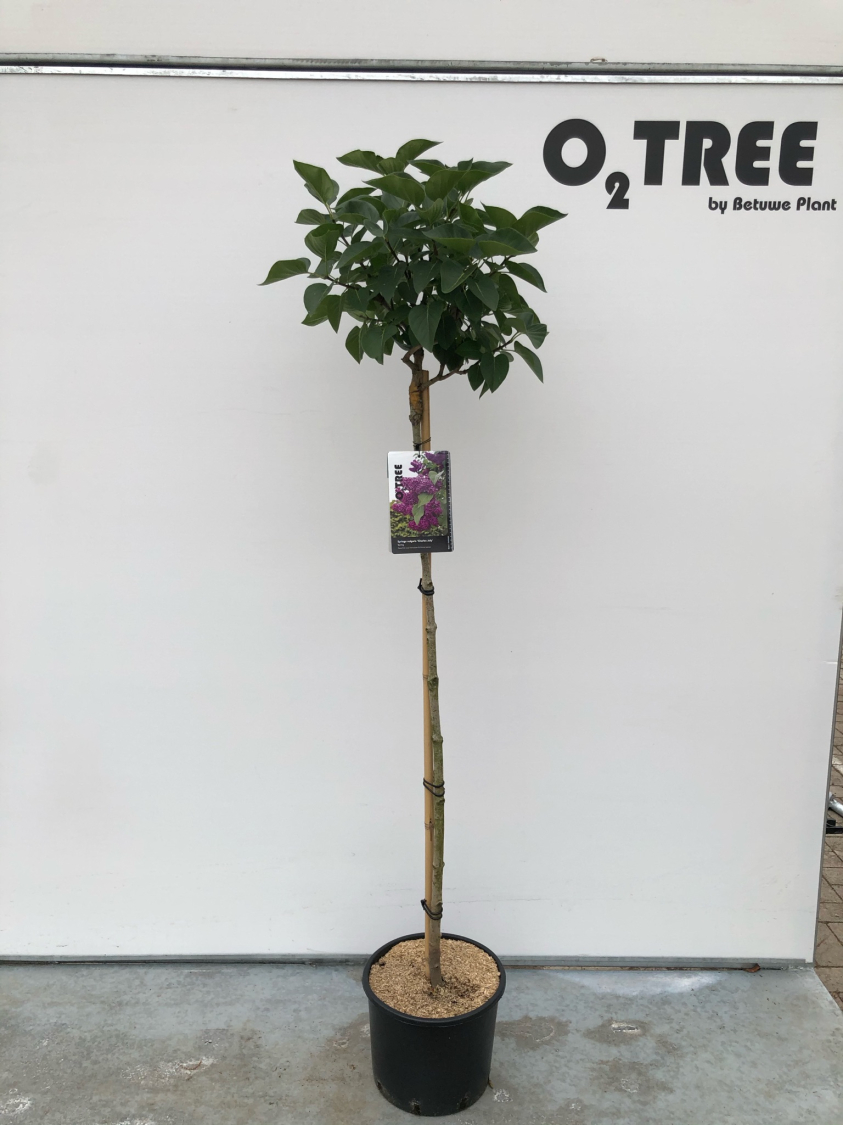 syringa-vulgaris--charles-joly--c12-120cm