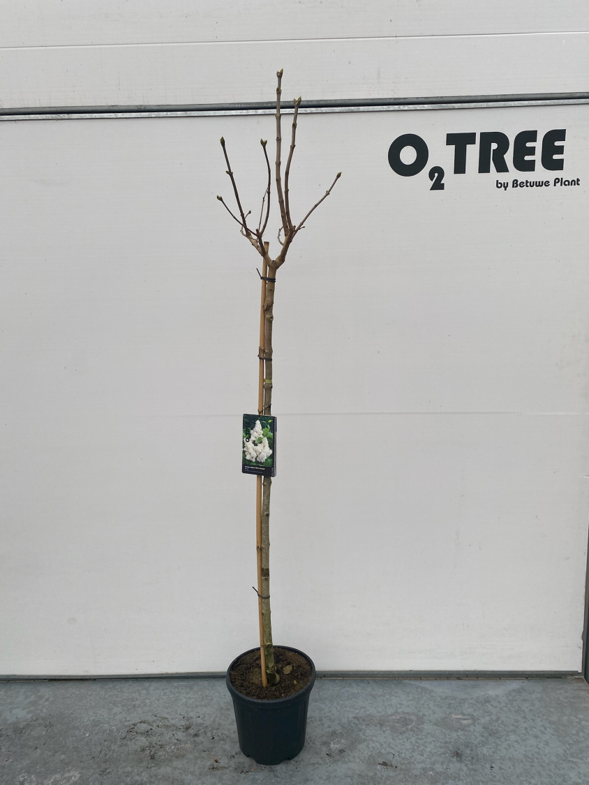 syringa-vulgaris--mme-lemoine--c10-120cm