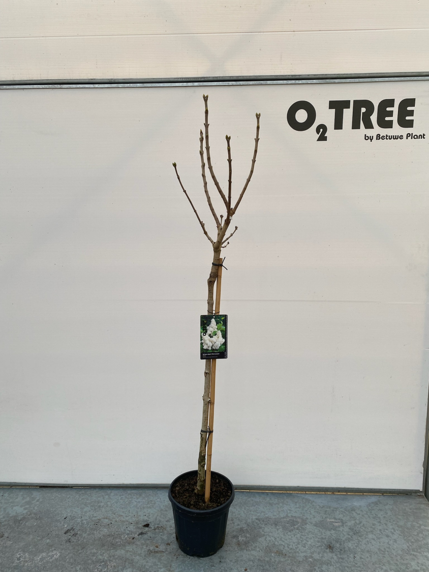 syringa-vulgaris--mme-lemoine--c10-80cm--2-