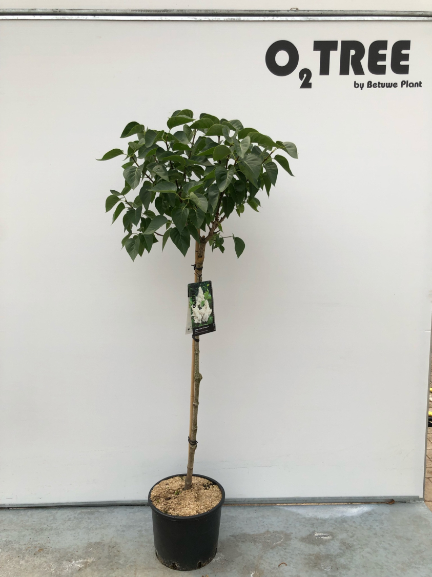 syringa-vulgaris--mme-lemoine--c10-90cm