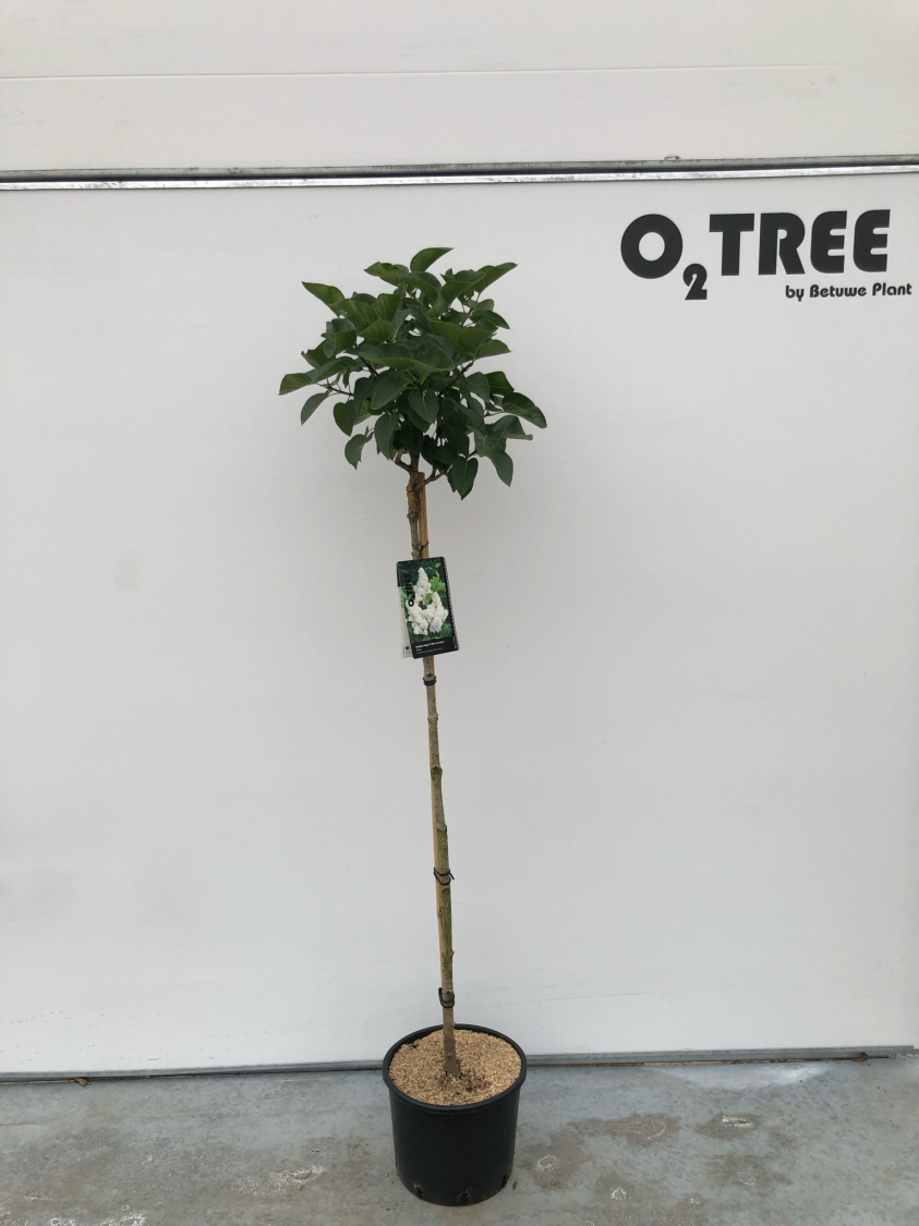 syringa-vulgaris--mme-lemoine--c12-120cm