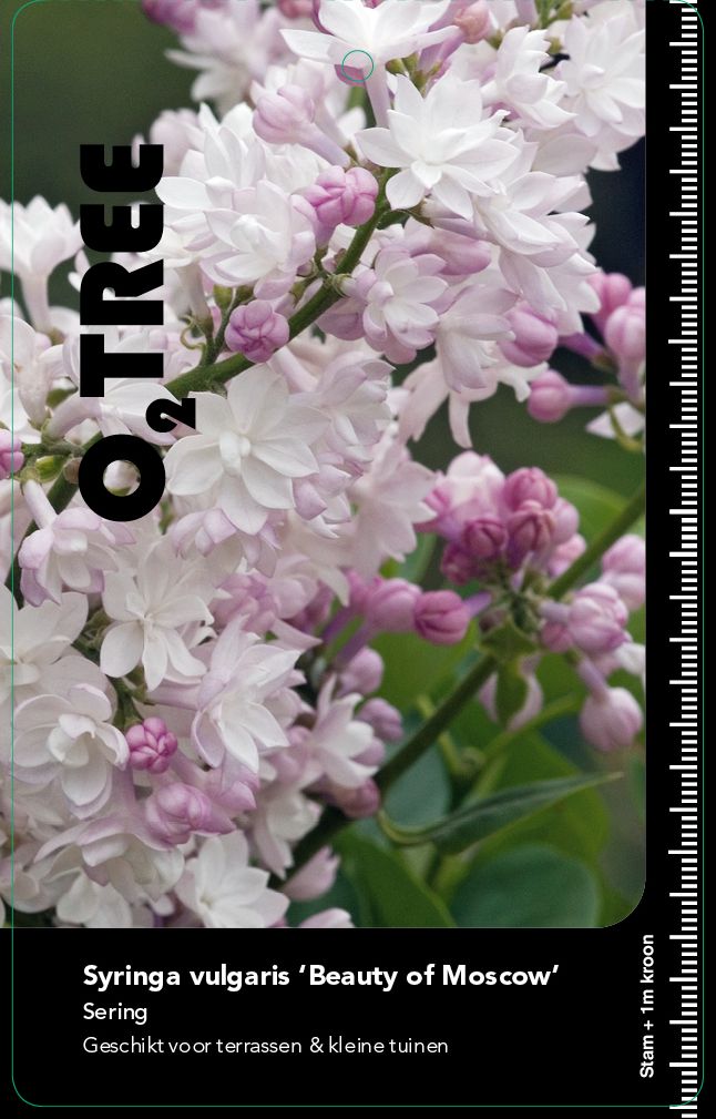 syringa-vulgaris-beauty-of-moscow