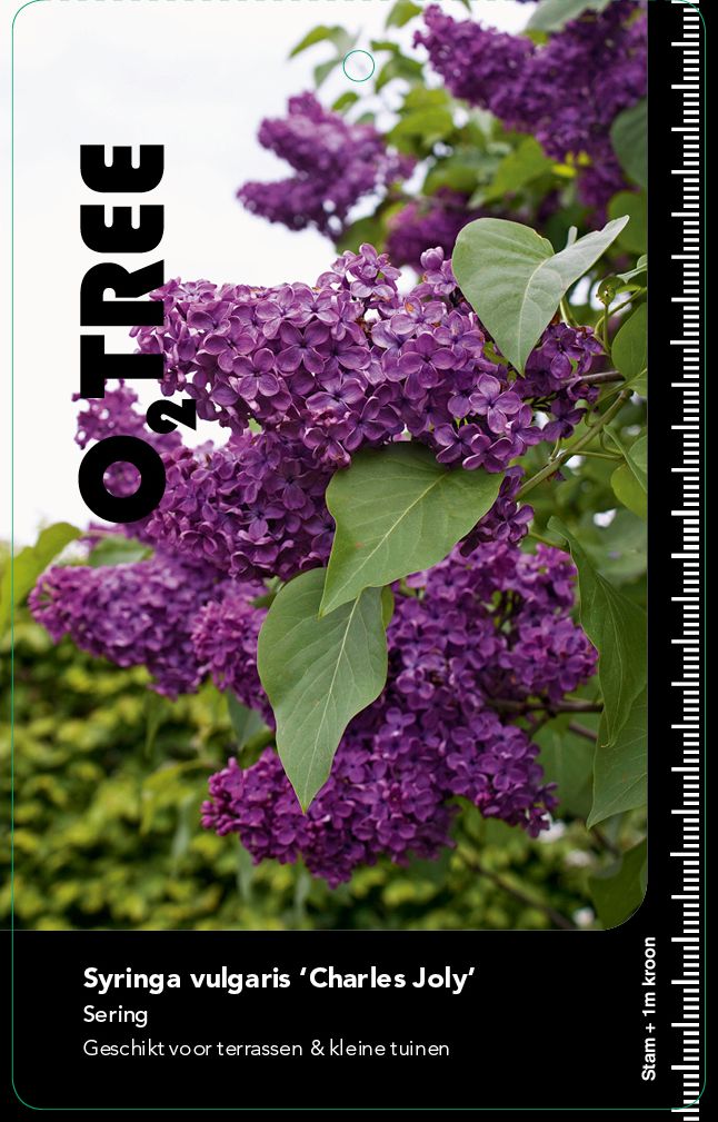 syringa-vulgaris-charles-joly