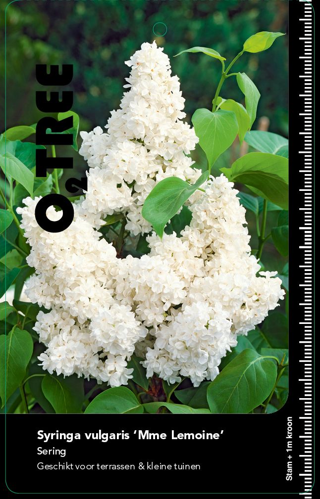 syringa-vulgaris-mme-lemoine