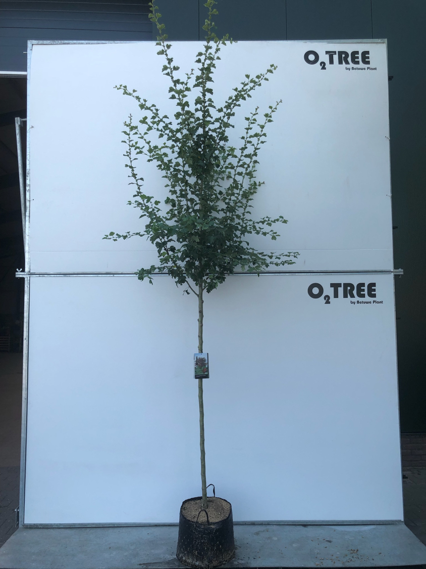 tilia-cordata--greenspire--8-10-12-in-container