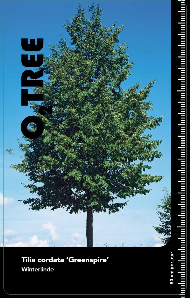 tilia-cordata-greenspire