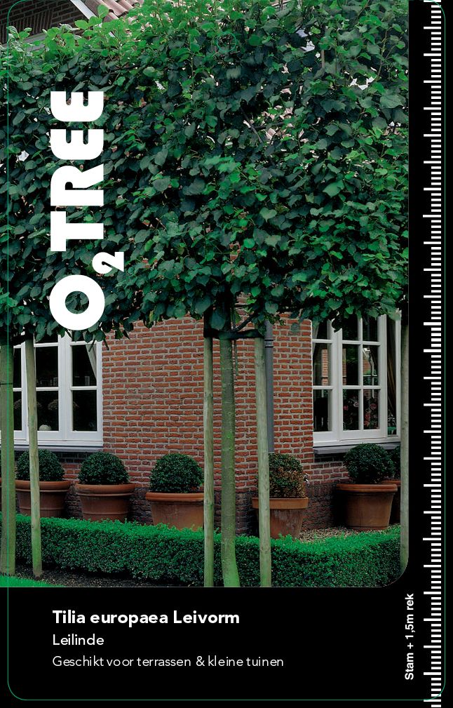 tilia-europaea-leivorm