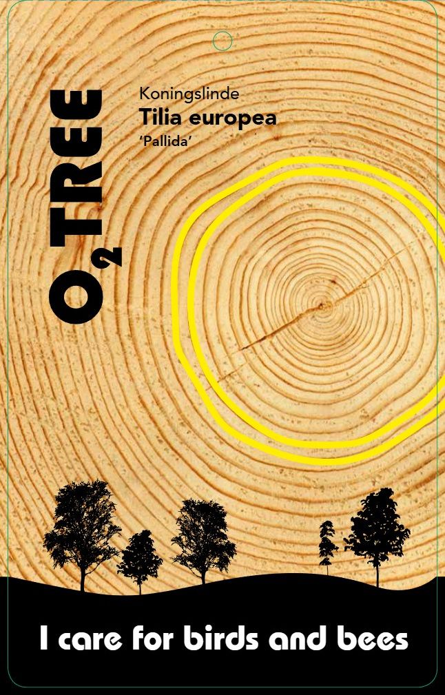 tilia-pallida--2-