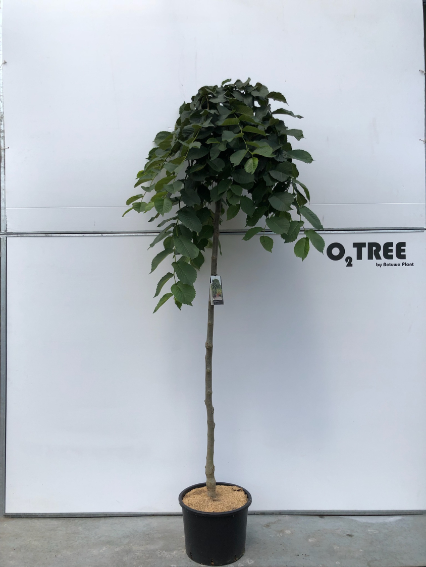 ulmus--camperdownii--c15-8-10-12-220cm