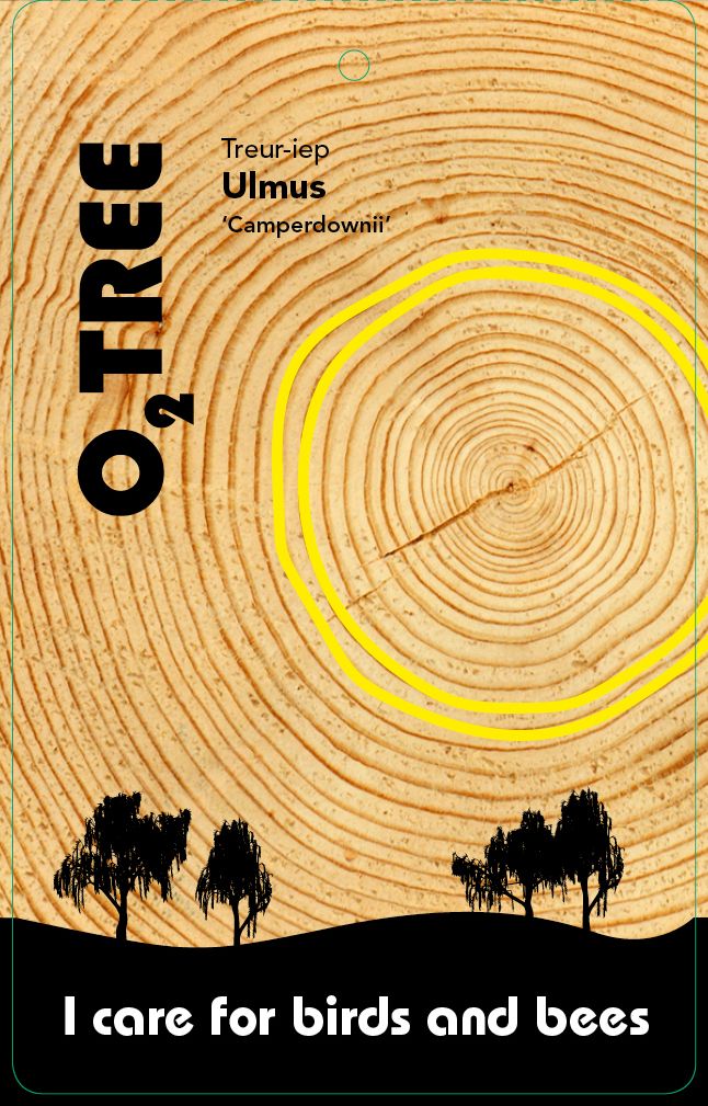 ulmus-camperdownii-thema