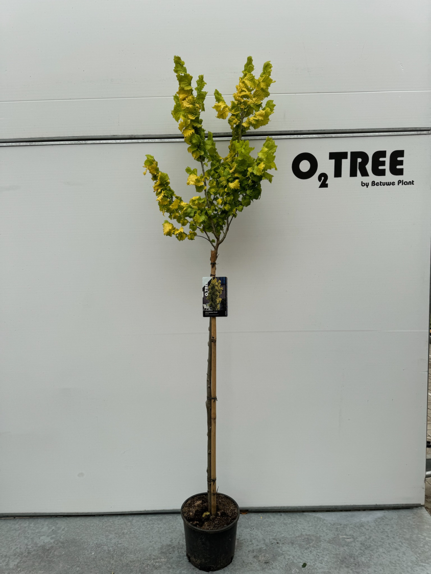 ulmus-hollandica--wredei--c10-120cm--2-