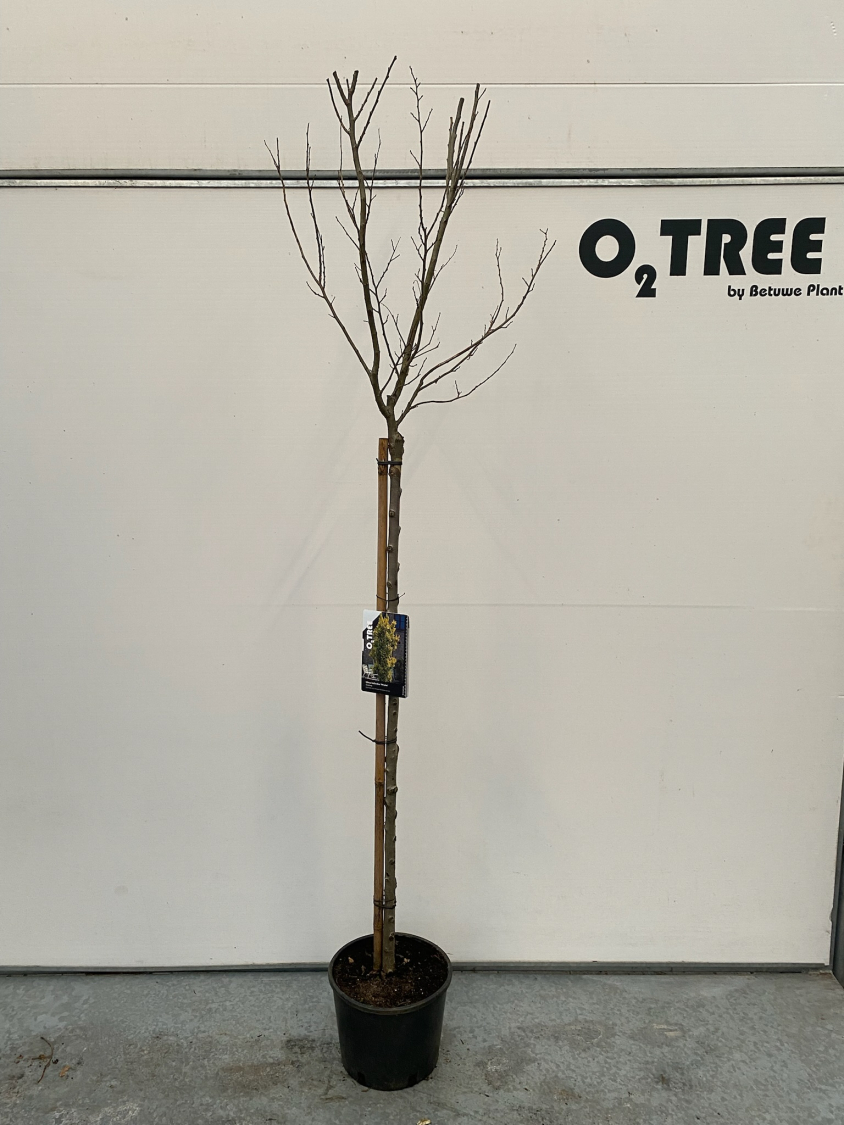 ulmus-hollandica--wredei--c10-120cm--3-