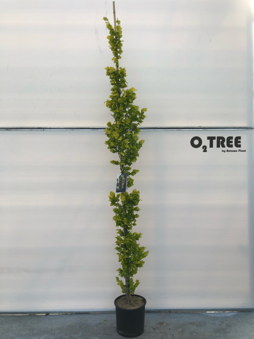 ulmus-hollandica--wredei--c15-6-8-beveerd