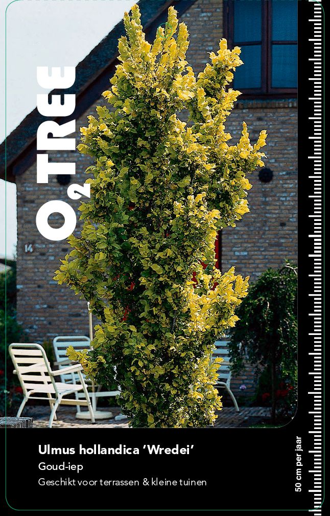 ulmus-hollandica-wredei