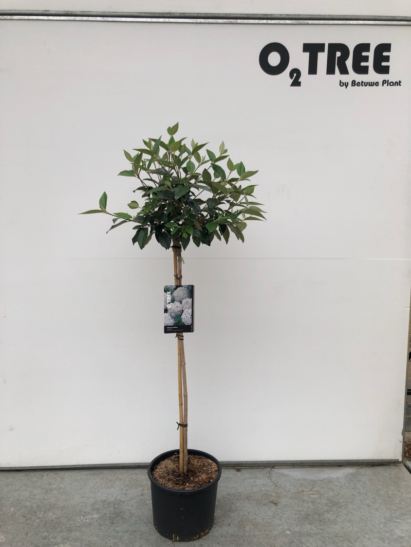 viburnum--eskimo--c10-90cm--4-