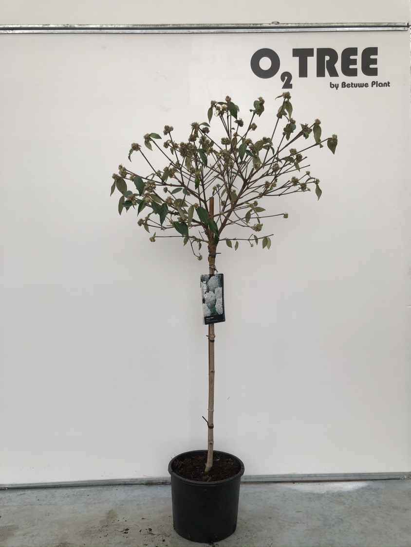 viburnum--eskimo--c10-90cm