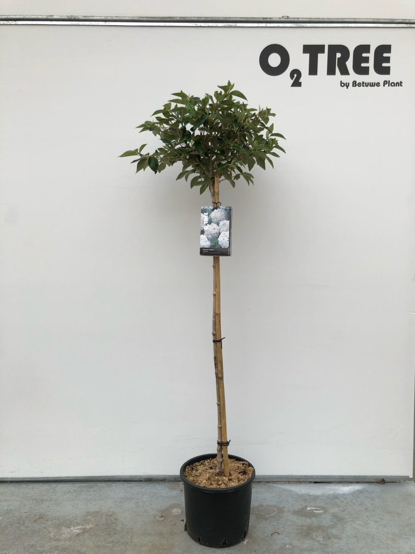 viburnum--eskimo--c12-120cm--2-