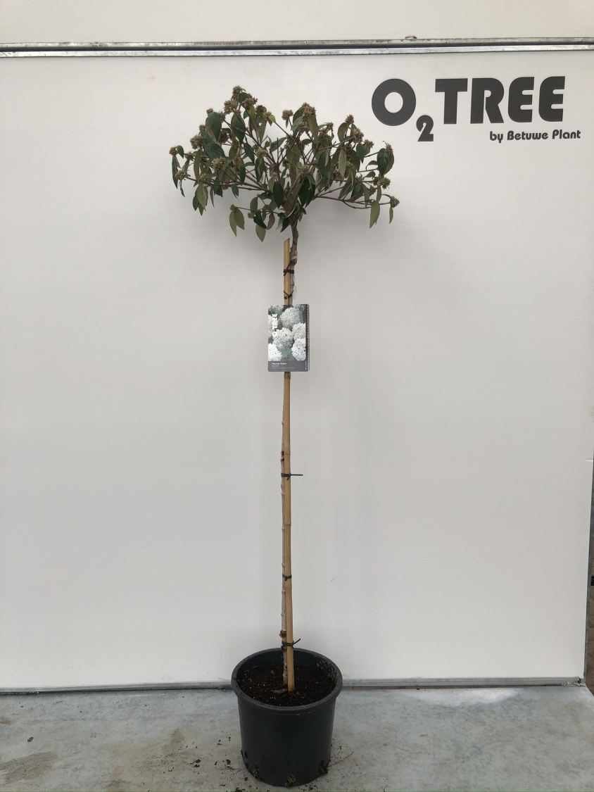 viburnum--eskimo--c12-120cm