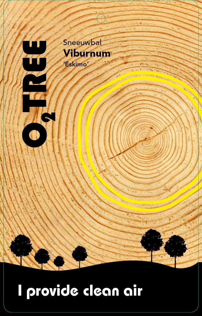 viburnum-eskimo-thema