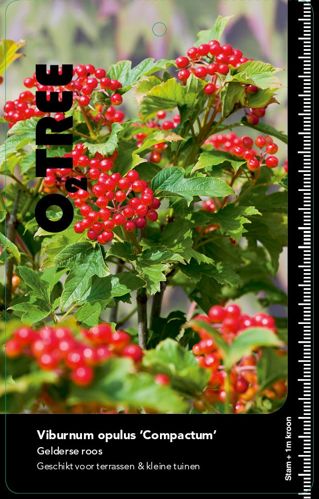 viburnum-opulus-compactum