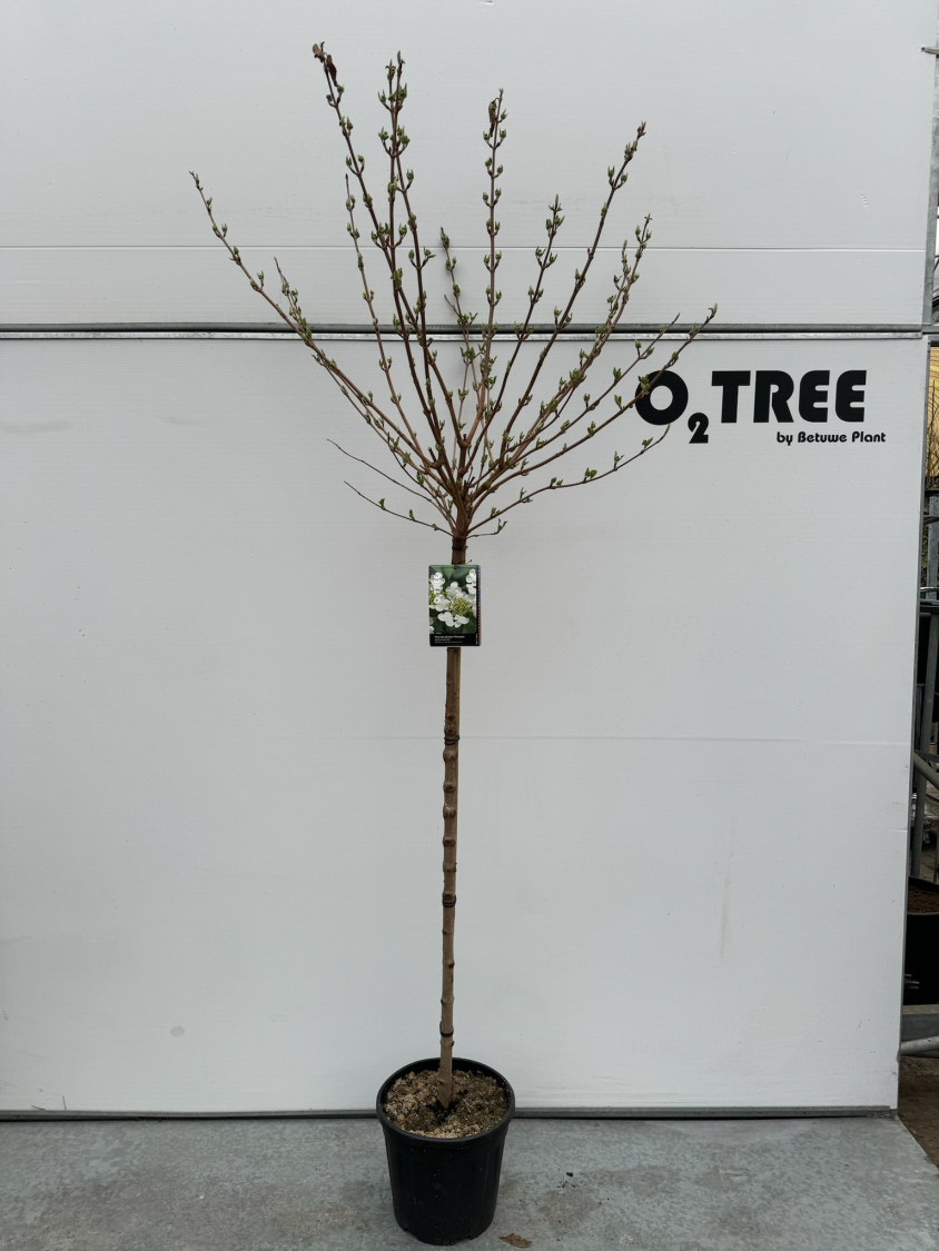 viburnum-plicatum--tennessee--c12-120cm