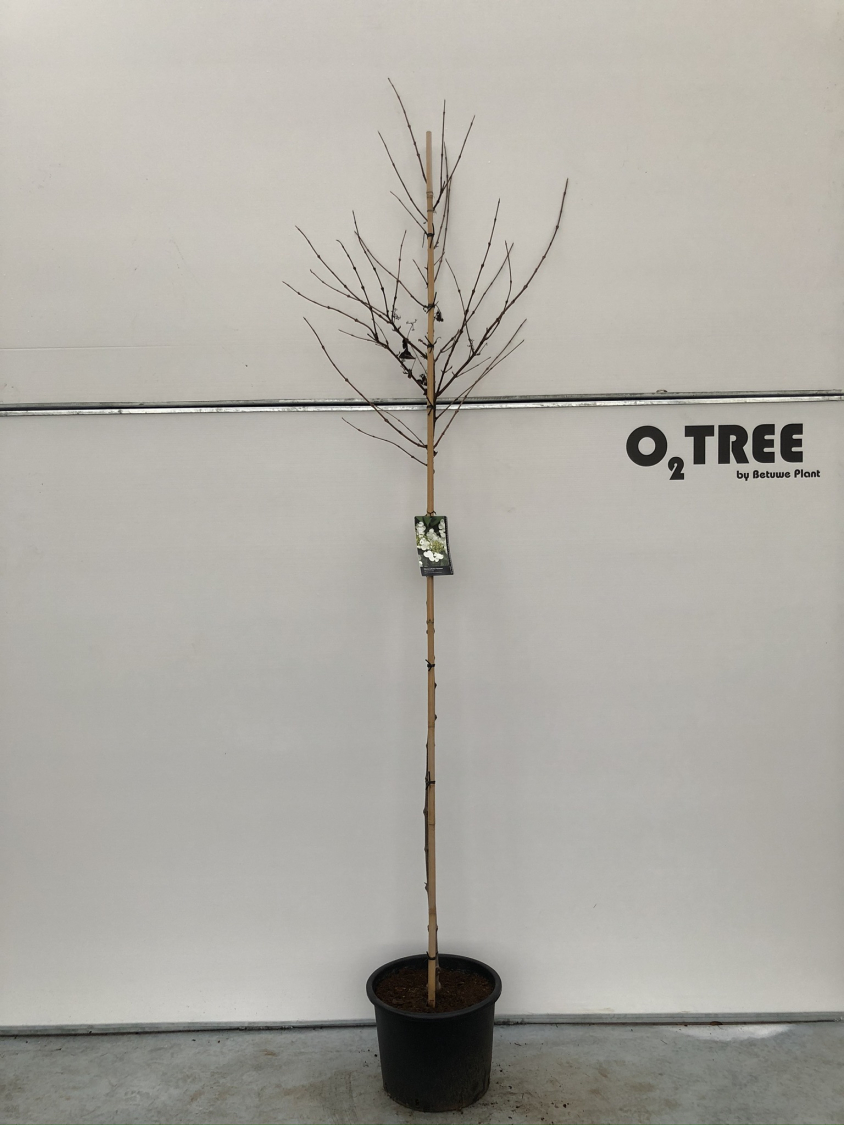 viburnum-plicatum--tennessee--c20-250-300