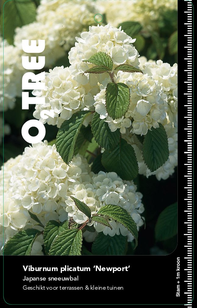 viburnum-plicatum-newport