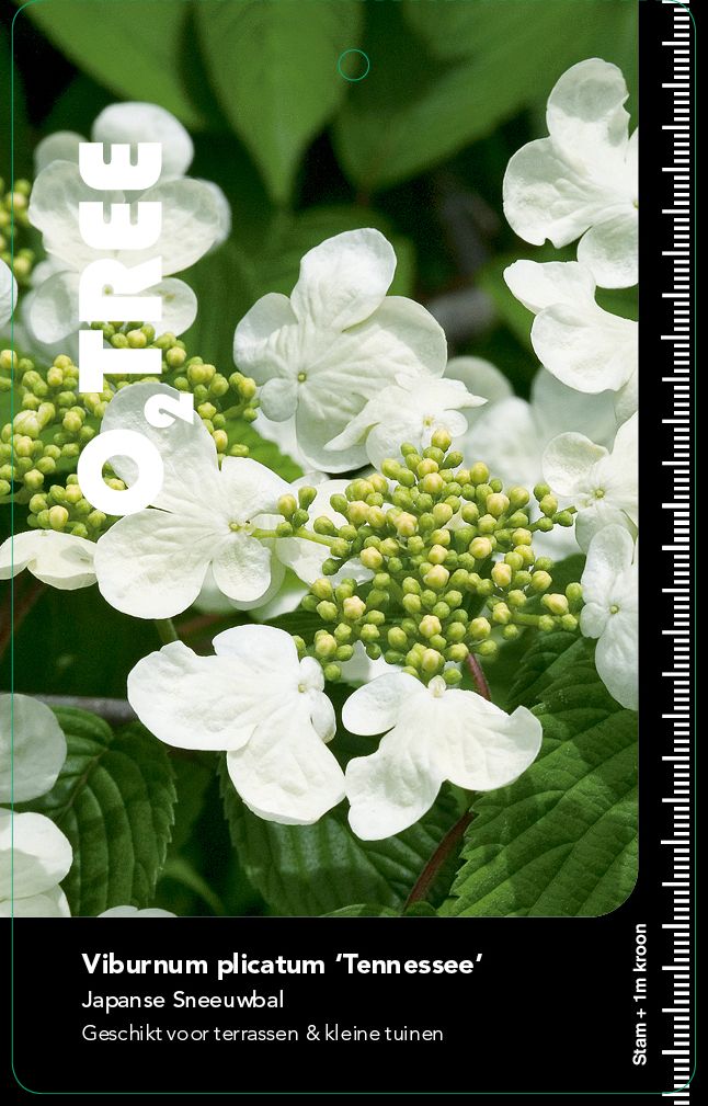 viburnum-plicatum-tennessee