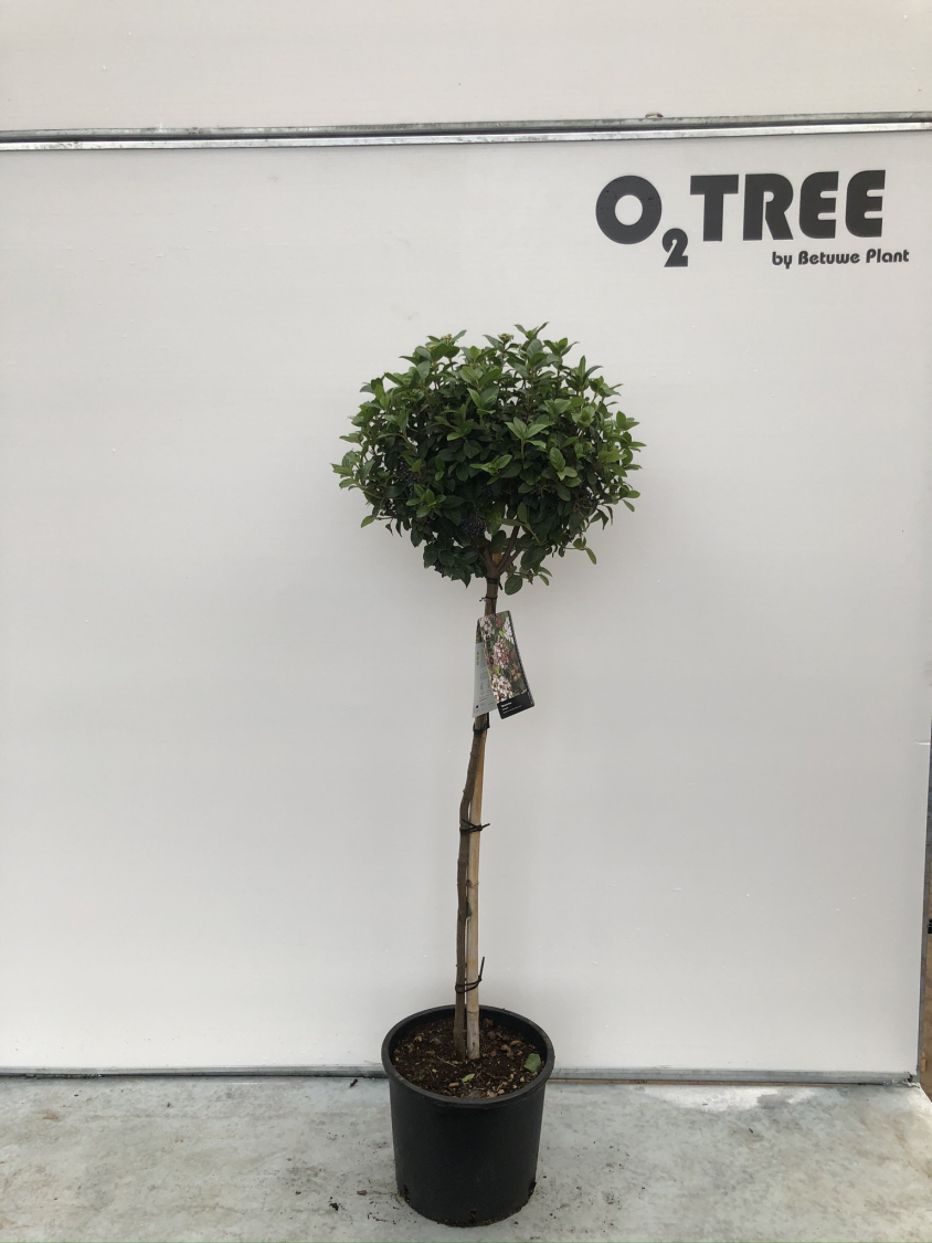 viburnum-tinus-c15-100cm