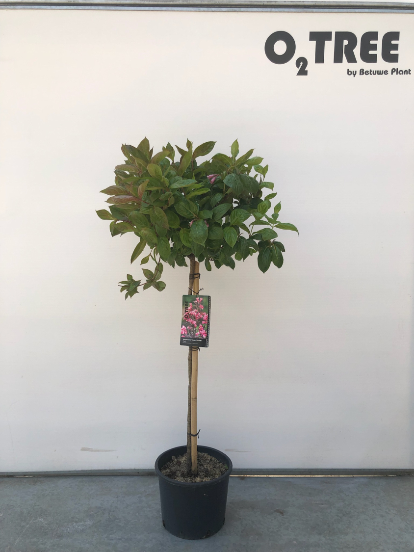 weigela-florida--wings-of-fire-pbr-c10-90cm