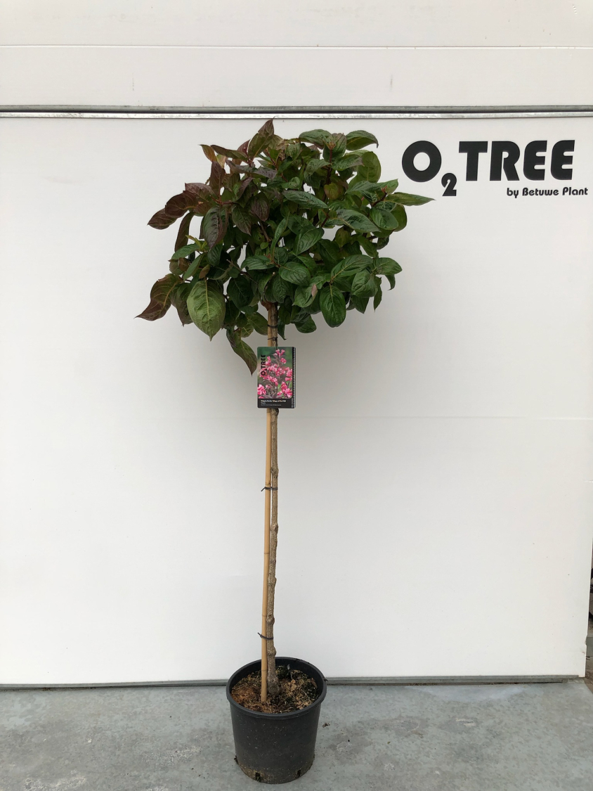 weigela-florida--wings-of-fire-pbr-c12-120cm