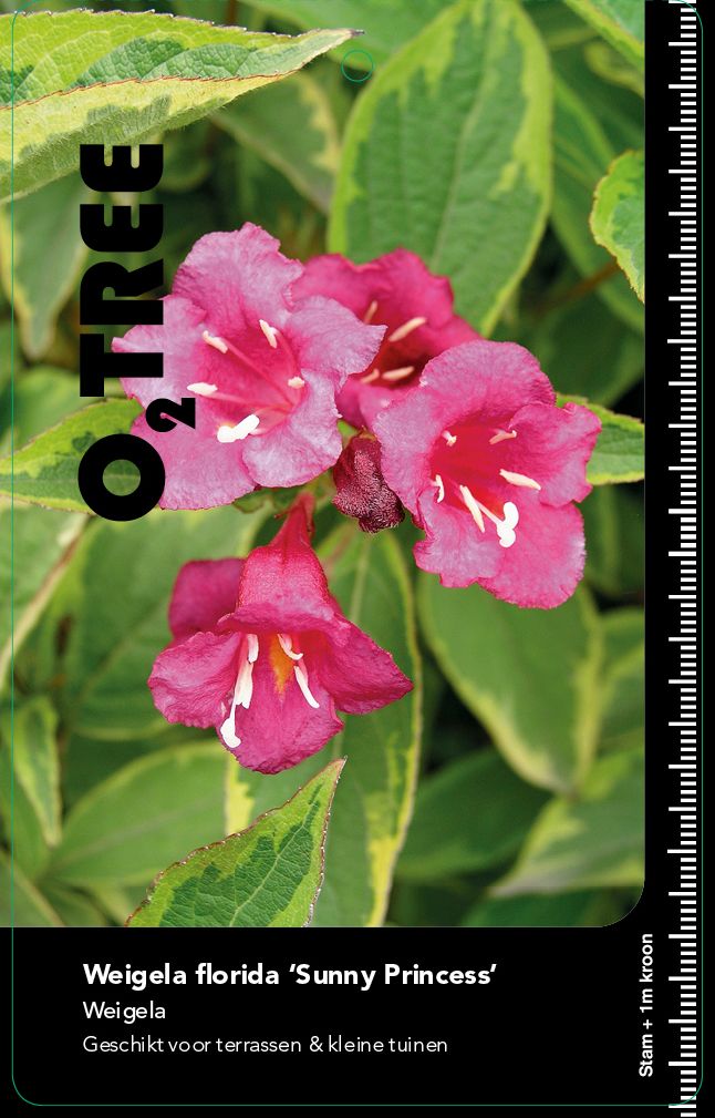 weigela-florida-sunny-princess