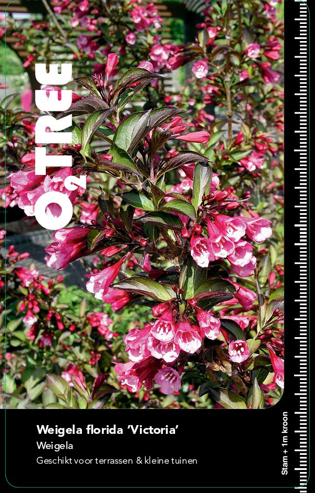 weigela-florida-victoria
