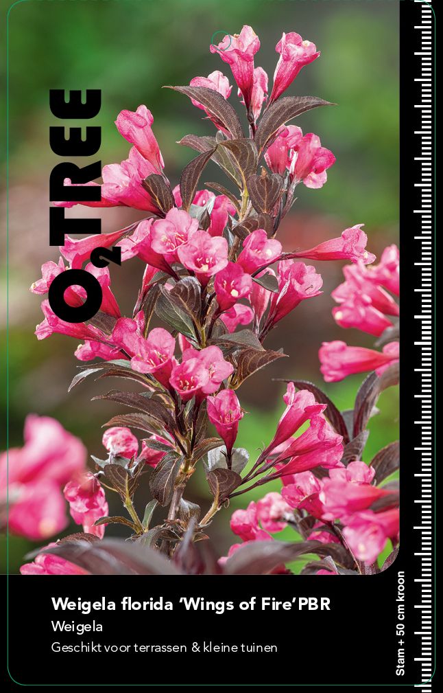 weigela-florida-wings-of-fire