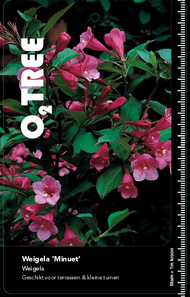 weigela-minuet